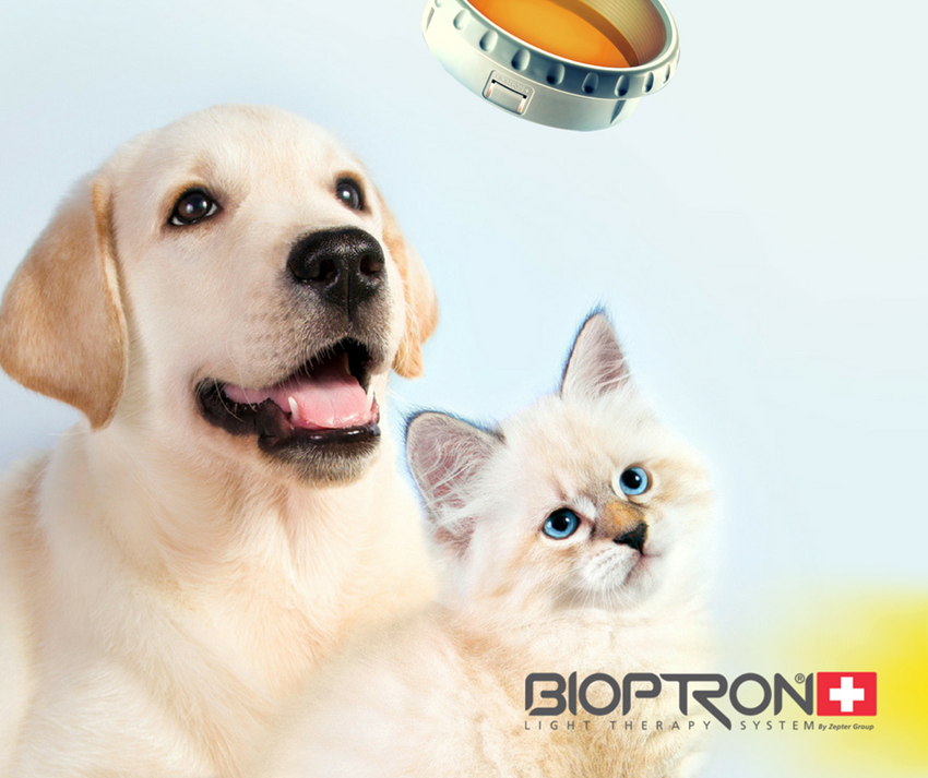 BIOPTRON ve veterinární medicíně